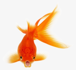 Goldfish Png Photo Background