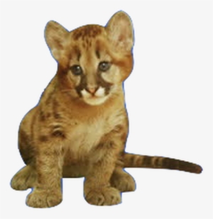 Vector Library Stock About Nohomedanimals Picture - Real Baby Lion Png
