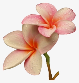 Png Freetoedit Flower Flowers Soft Raindrops Rain - Lovely