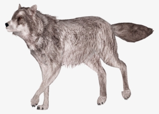 Gray Wolf 8 - Lobo Para Photoshop