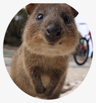 Quokka - Only Animal That Doesnt Want To Kill You In Australia