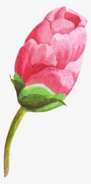 An Unflowered Flower Bud Png Transparent - Garden Roses
