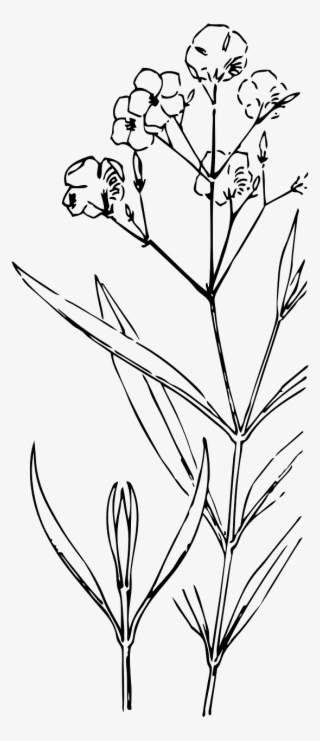 And - Oleander Line Drawing