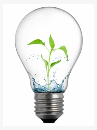 Teacher Development Initiative Bptc Launches School - Incandescent Light Bulb