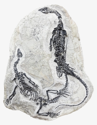 Fossilie 03 Flach - Fossil