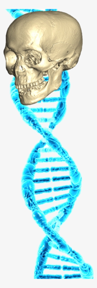 Dna Skull-e1458587133479 - Skull