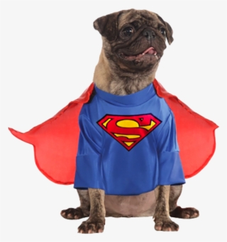 Superman And Lois Lane - Dc Comics Superman Classic Costume For A Dog