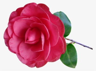 Camellia, Flower, Stem, Pink, Garden, Nature - Camellia