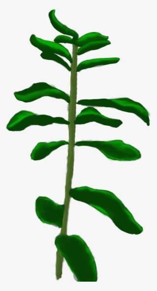 Milkweed - Tree