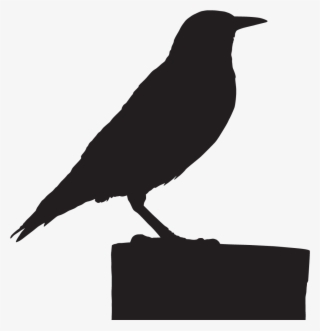 European Starling - American Crow