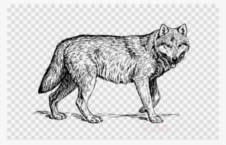 Coloring Pages Realistic Animals Clipart Coloring Book - Wolf Cliparts Black And White