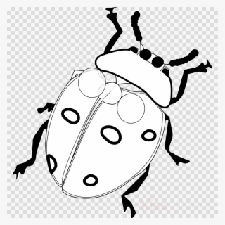 Ladybug Black And White Clipart Lucky Ladybug Ladybird - Ladybird Black And White Clipart