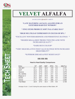 Velvet-alfalfa - Alfalfa