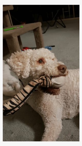 Photo Of Teddy - Dog