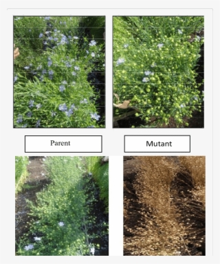 Variation For Flowering Time And Maturity Between The - Buttonbush