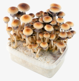 Grow Kits - Psilocybin Mushroom