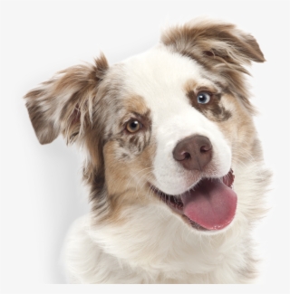 Dogswell Dog Treats Now Include Three New Formulas