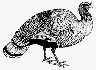 Chicken Meleagrididae Bird Landfowl Drawing - ציור של תרנגול הודו
