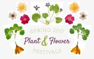 Spring 2017 Plant & Flower Festivals With Flower And - Festival