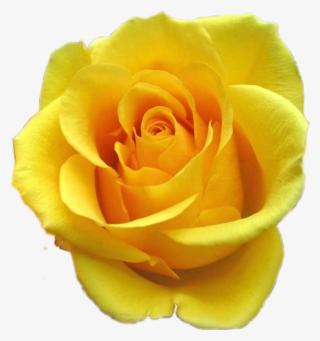 Green Rose