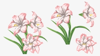 Free Stock Amaryllis Drawing Tiger Lily - Flower