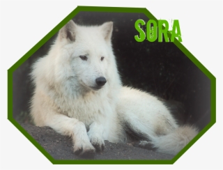 Sora Wolf Banner-1 - Greenland Dog
