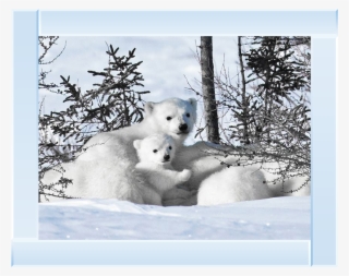 Winter Cubs - 24x18 Photographic Print:photographic Print Mother