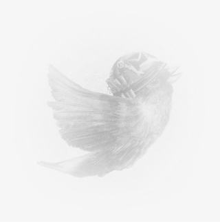 Chapter V - Monochrome