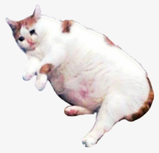 Clip Art Sad Cat Pictures - Sad Cat Meme Png