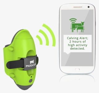 Device Allows Cows To Text Farmers - Moocall Sensor