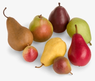 10 Pear Varieties - Different Color Pears