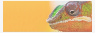 Slide Background - Chameleon Learn To Adapt