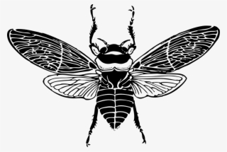 Top, Bee, Wings, Insect, Honey, Silhouette, Bug - Bee Wings Clip Art