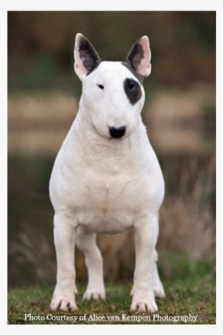 Vandret4 Lodret4 - Bull Terrier Ingles 1 Año