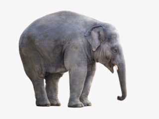 Big Elephant Png Png Image Purepng Free Transparent - Asian Elephant Png