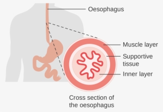 Open - Cross Section Of Oesophagus