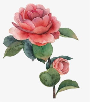 Watercolor Painting Drawing Centifolia Roses - รูป สี น้ำ ดอกไม้