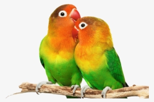 Love Birds Png - Small Colorful Love Birds