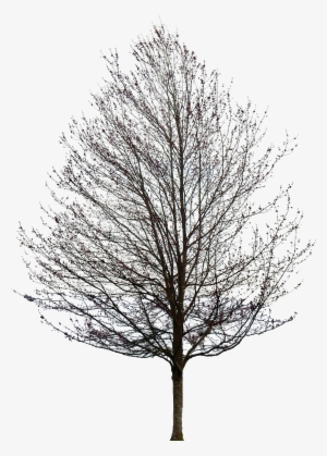 Tree Without Leaves Png