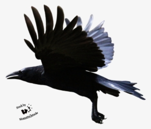 Crow Free Png Transparent Background Images Free Download - Flying Crow Transparent Background