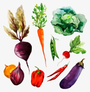 Watercolor Painting Vegetable Drawing Illustration