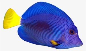 Blue Fish Png Transparent Image - Clip Art