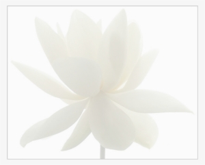 Lotus Flower Fade1 - Echeveria