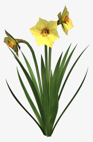 daffodils free clip art - daffodils png