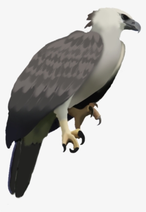 Harpy Eagle - Osprey