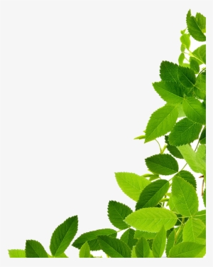 Png Green Leaves Download Png Image Leaves Png Clipart - Maryruth Organics Vegan Vitamin D3 Gummy (plant Based,