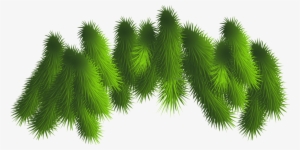 Branch Clipart Christmas - Pine Boughs Transparent