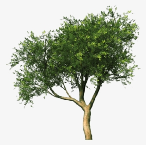 Tree - Tree Cut Out Png