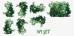 Clip Art Free Ivy Plant Drawing At Getdrawings - Ivy Plant Png