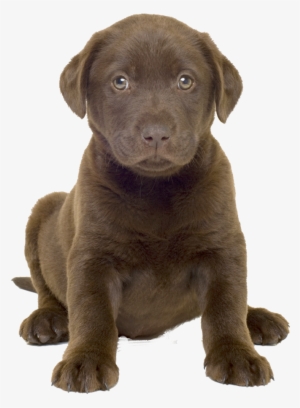 Dog Png Image - Chocolate Lab Puppy Png